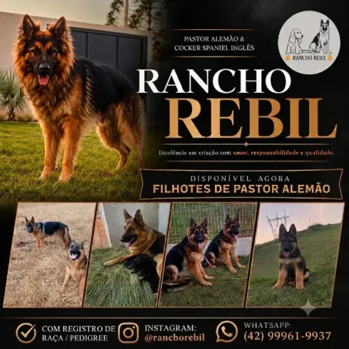 Filhote de Pastor Alemão