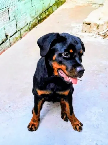Filhote de rottweiler