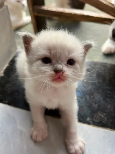 Gatos angorá filhote 