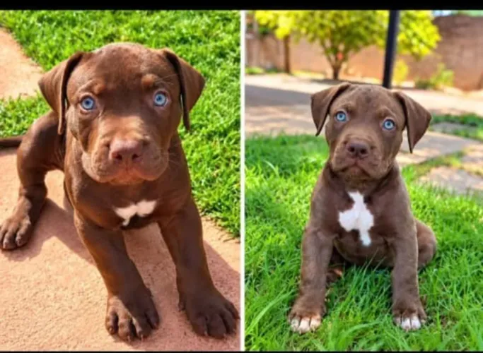 Vendo filhote de pit bull