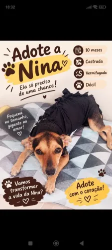 Cachorrinha