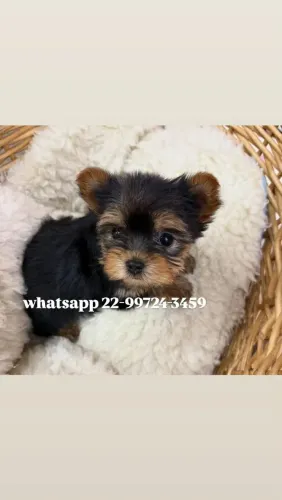 Bebês disponíveis Yorkshire terrier com pedigree!