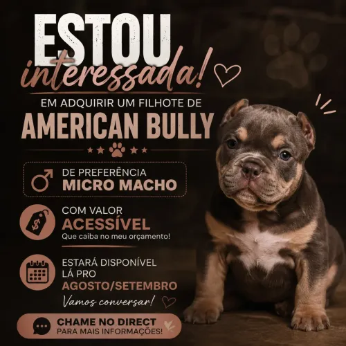 AMERICAN BULLY - Filhote 