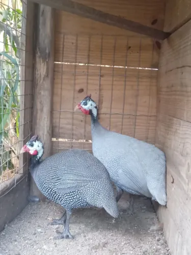 Vendo galinha d'angola