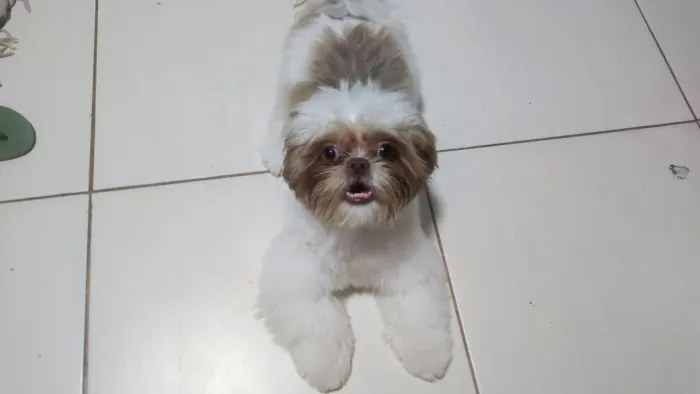 Shihtzu com 1 ano e 4 meses