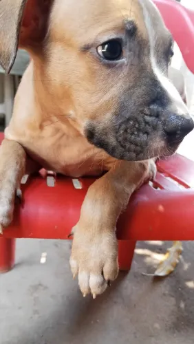 Filhote de Pitbull fêmea Black nose  