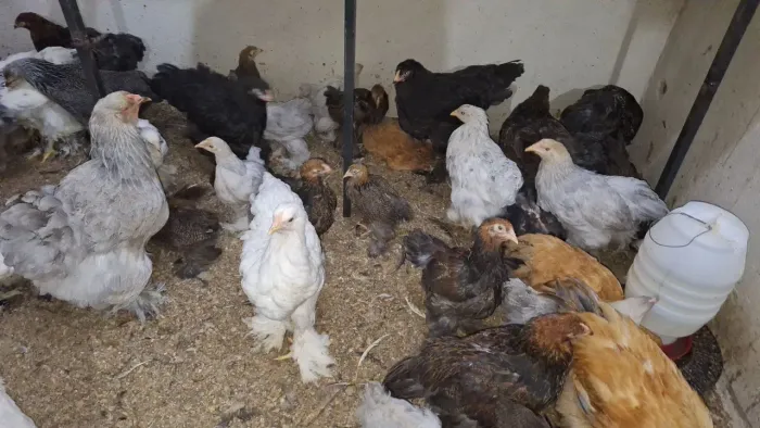 Aves brahma de várias idades(Favor ler a descrição do anuncio)