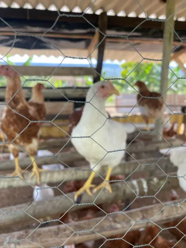 Poedeiras novogen ovos creme ovos vermelhos