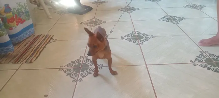 Cachorro Pinscher