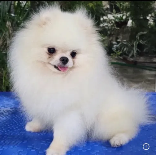 Filhote fêmea de Lulu da pomerania(spitz alemão)