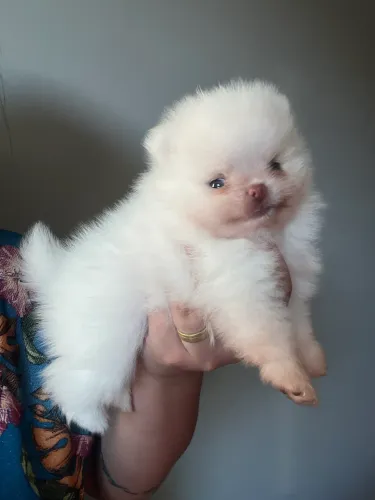 Lulu da pomerania chiao li ya 