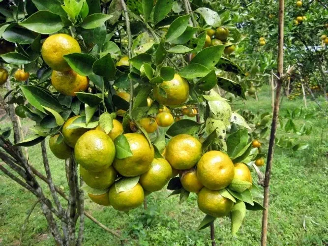 Laranja-lima, Laranja Pera e Laranja de umbigo enxertadas (vendo mudas)