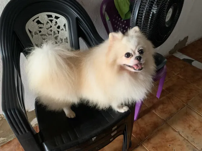 Cachorro