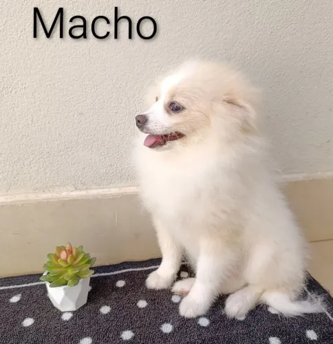 Vendo filhote de lulu macho