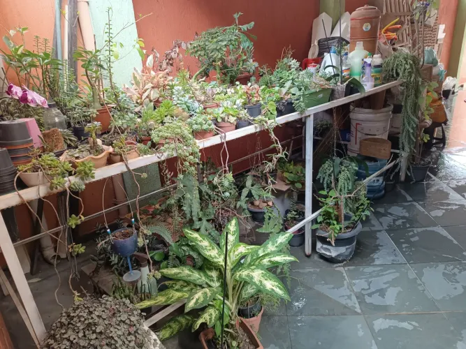 Grade reforçada para plantas