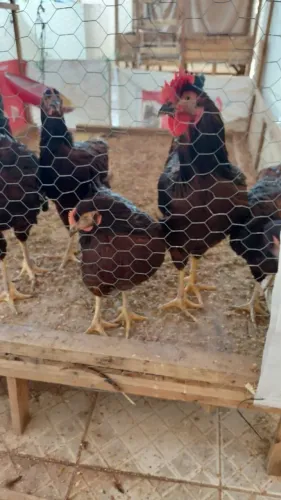 Frangos Rhode insland Red