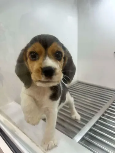 Beagle Um xodó para aquecer qualquer coração