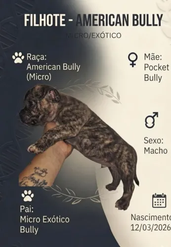 disponivel filhote macho de american bully micro exotico/ pockt 