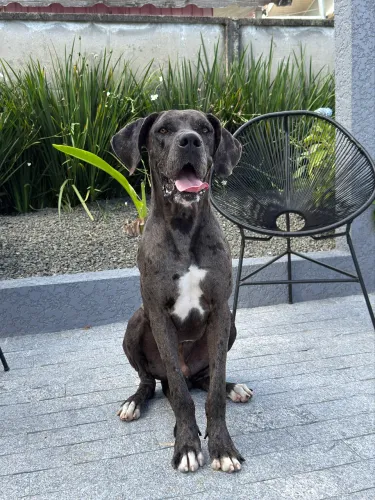 Dog Alemão