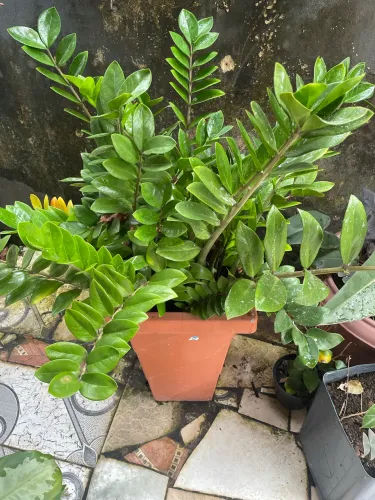 Plantas
