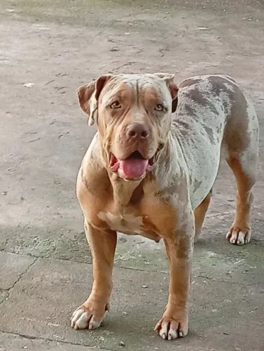 Venda fêmea Pit monster 