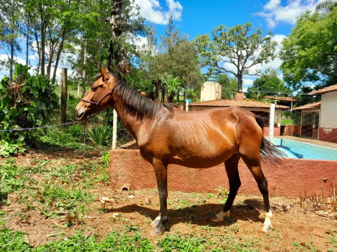Cavalo a venda 