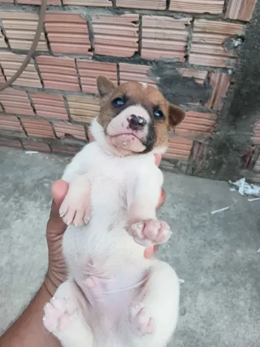 Vendo cão macho raciado, 25 dias, R$100