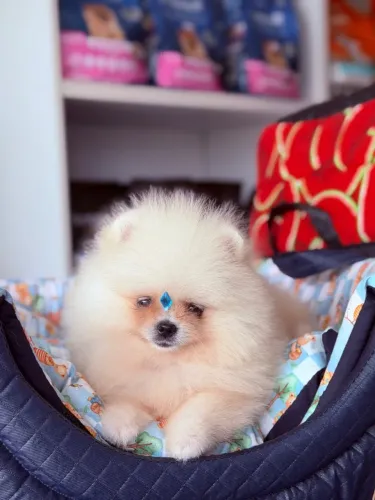 Filhote de Lulu da Pomerania