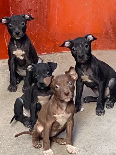 vendo filhotes de pitbull