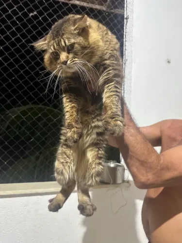 Maine Coon 