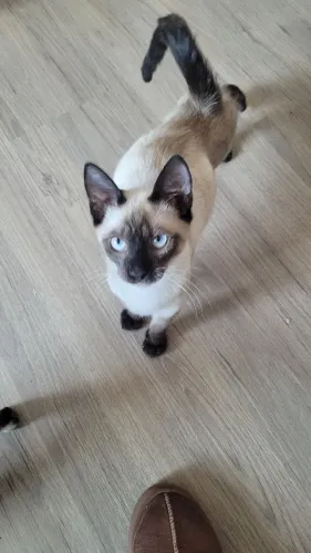 Gatinhos dóceis para adoção 