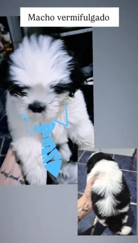 FILHOTES DE SHIT TZU PUROS 1 FEMEA 1 MACHO