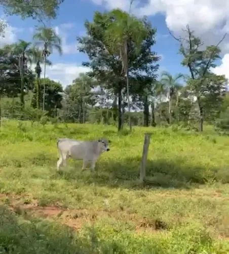 fazenda cultura 614 hectares completa negocio aceito trocas excelente estrutura