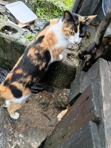 Linda gata para adoção