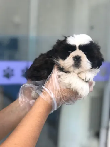 Seu Novo Shih Tzu Está Aqui!