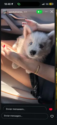 Husky siberiano