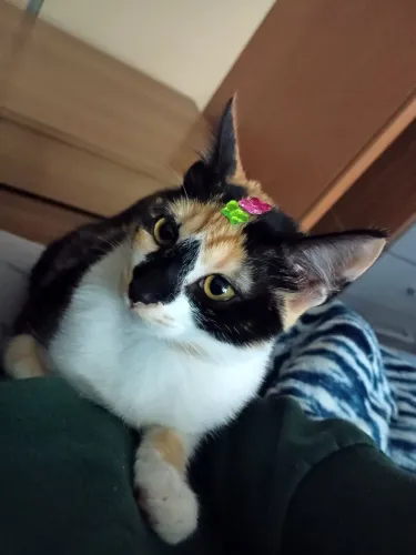 Procura-se Gata 6 meses Hauer 