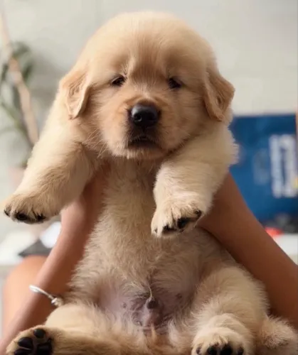 Filhotes de Golden Retriever Alto Padrão 