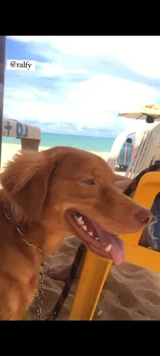 DOAÇÃO DE UM LABRADOR DÓCIL 