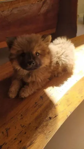 Vendo filhotes de chow chow...