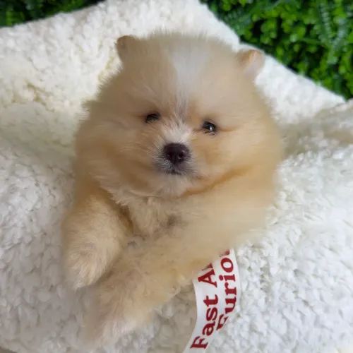 Spitz Alemão menino fofo e peludinho. Creme e branco. Um amorzinho!