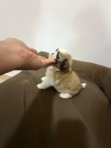 Shitzu filhote Macho