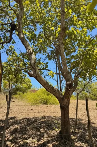 2 Terreno à venda na Rota do Mar- Maceió/AL