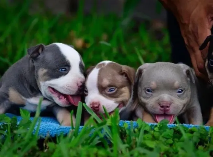 American Bully - Um Amigo Sempre Por Perto