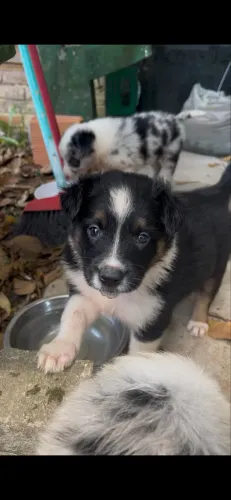 border collie filhotes 