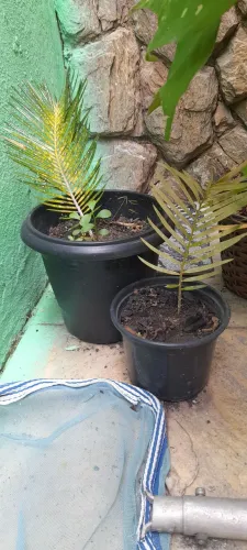 MUDA DE PLANTA SAGU