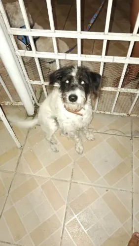 Doa-se cachorrinha