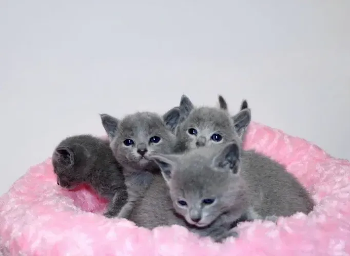 Gatinhos da raça Russian Blue (azul russo)
