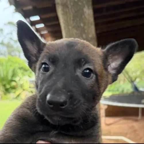 Filhote de cachorros pastor malinois