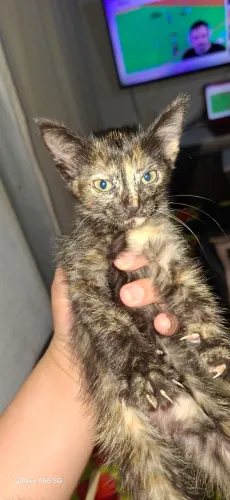 GATINHA PRA DOAÇÃO 